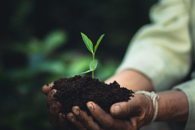 Close-up of man holding plant