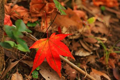 Close-up of red leaves