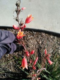 Close-up of red flower