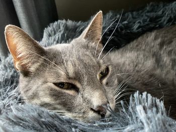 Close-up portrait of a cat