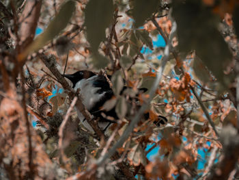 Close-up of birds perching on tree