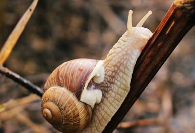 Close-up of snail