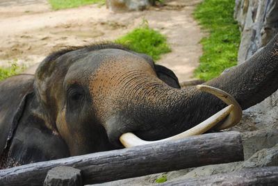 High angle view of elephant holding log