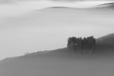 Trees on field against sky