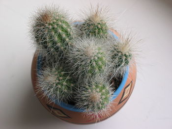 High angle view of potted cactus on white background