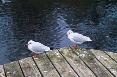 Seagull perching on wood