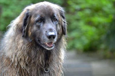 Close-up portrait of a dog