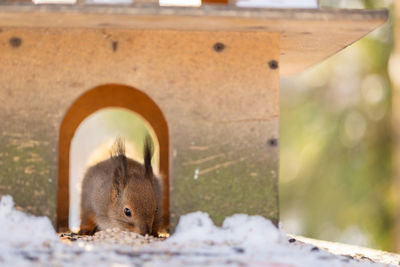 Close-up portrait of squirrel. squirrel sits in snow and eats nuts in winter snowy park. winter 