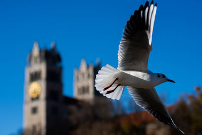 Low angle view of seagull flying