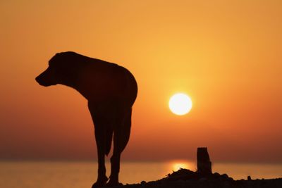 Silhouette of a young man during sunset