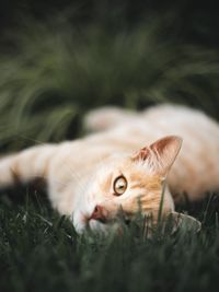 Close-up of cat lying on field