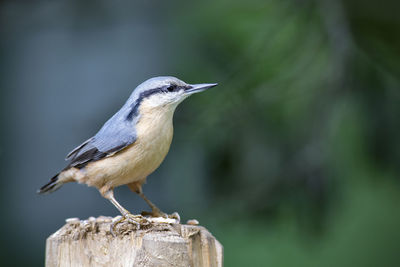 Close-up of bird perching on wooden post