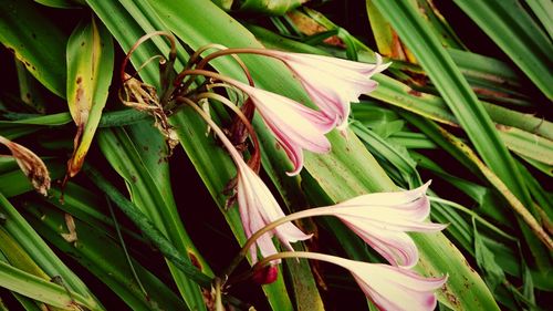 Close-up of flowering plant