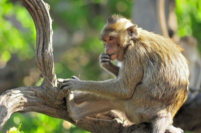 Close-up of young woman sitting on tree