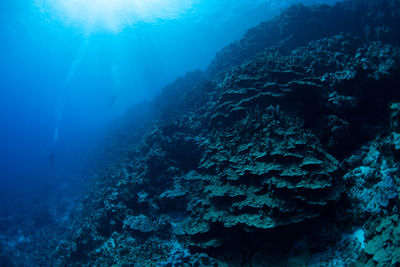 View of coral swimming in sea