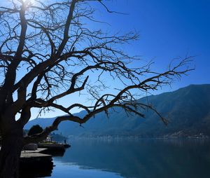 Bare tree by lake against blue sky