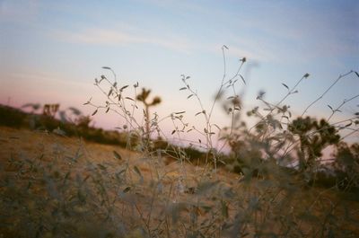 Plants growing on field against sky