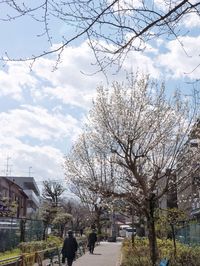 Trees in city against sky