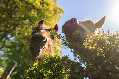 Low angle view of horses on tree against sky