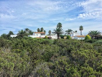 Palm trees growing on landscape against sky