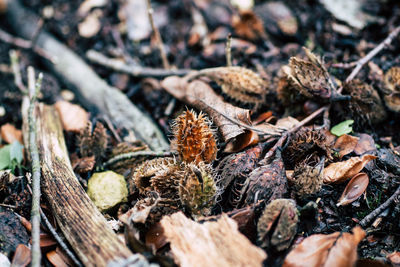 Close-up of pine cone on field