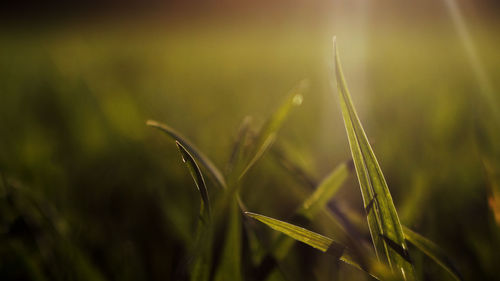 Close-up of crop growing on field