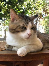 Close-up of a cat resting on wood