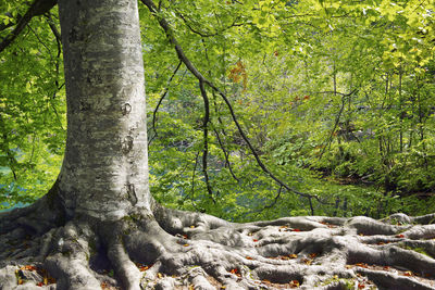 Trees growing in forest