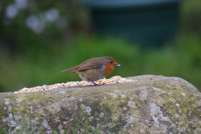 Close-up of bird perching on leaf