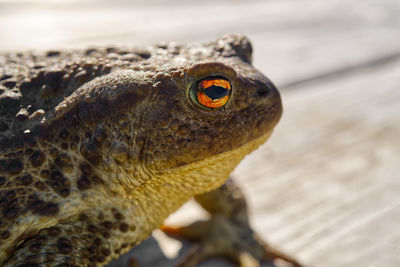 Close-up of lizard