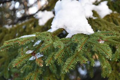 Close-up of pine tree during winter