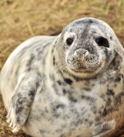 Close-up portrait of a animal