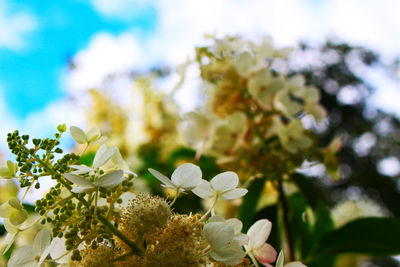 Close-up of white flowering plant