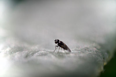 Close-up of housefly