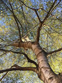 Low angle view of tree in forest against sky