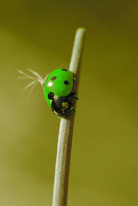 Close-up of ladybug on wall