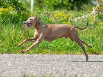 Side view of dog running on grass