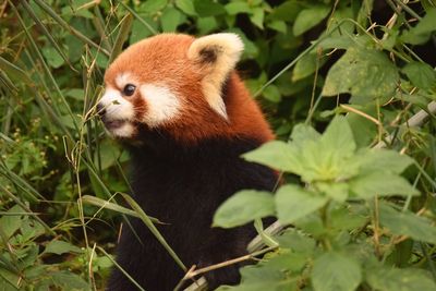 Close-up of mammal on plant