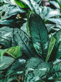 Full frame shot of succulent plant