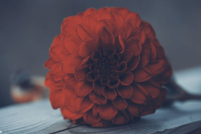 Close-up of red dahlia on table