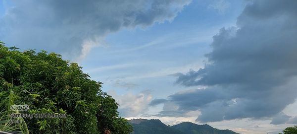 Low angle view of trees against sky