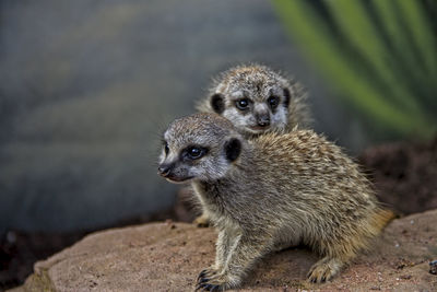 Close-up of meerkats on rock