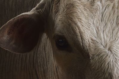 Close-up portrait of a horse