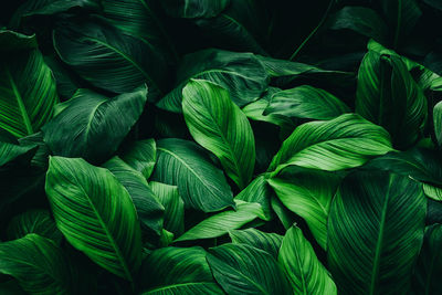 Full frame shot of green leaves