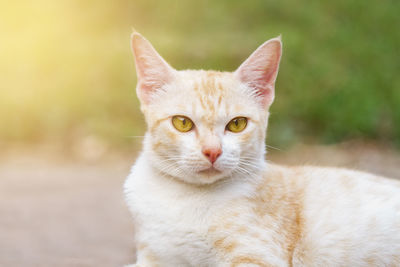 Portrait of ginger cat