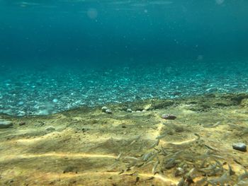 Fish swimming in sea