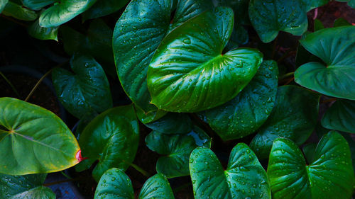 Full frame shot of green leaves