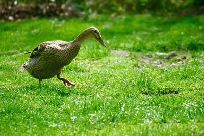 Side view of a bird on field