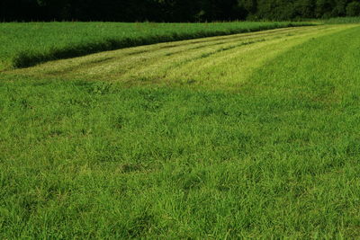 Scenic view of field