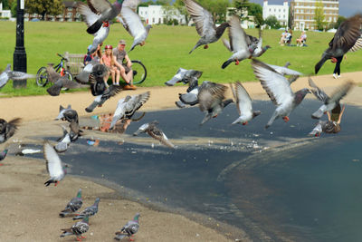 Flock of birds flying over water